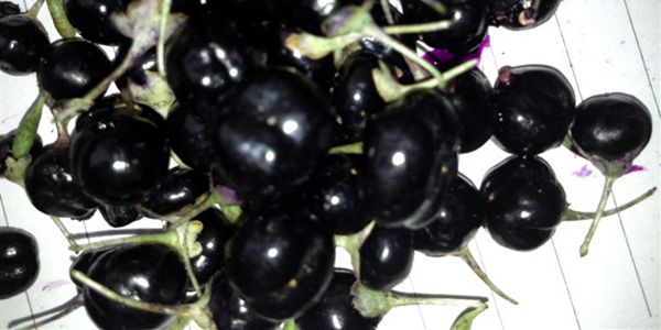 black goji berry
