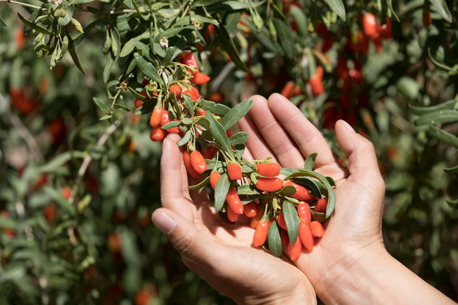 Fresh goji berries from Ningxia farms